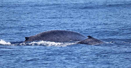 A blue whale calf with its mother near the coast of Iceland Pico - Azoresの写真素材