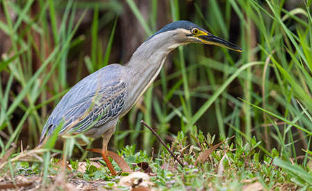 Hunting Striated heron (Butorides striata) at Botanical Garden near Saint-Gilles Les Bains (Reunion...