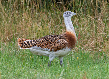 Close-up view of a male Great Bustard - Otis tardaの写真素材