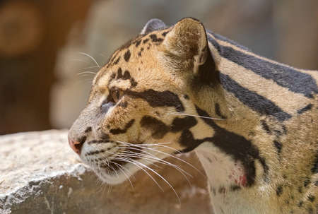 Close up view of a Clouded Leopard (Neofelis nebulosa)