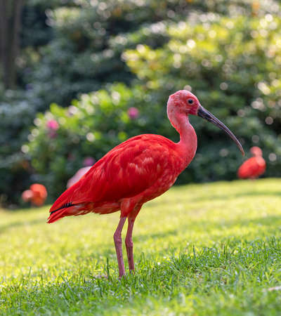 Portrait view of a Scarlet Ibis - Eudocimus ruber