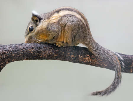 Close up of a Himalayan Striped Squirrel (Tamiops mcclellandii)