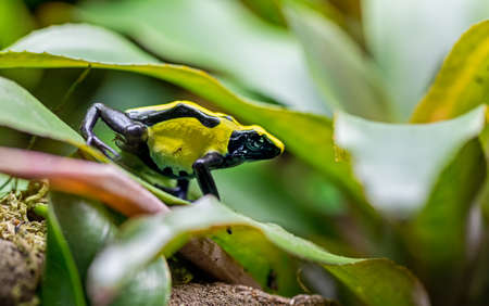 Close-up view of a Dyeing Poison Frog Tumucumaque (Dendrobates tinctorius)