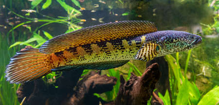 Orange spotted snakehead (Channa aurantimaculata)の写真素材