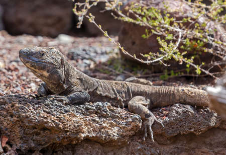 Close-up view of a Giant El Hierro Lizard (Gallotia simonyi)の写真素材