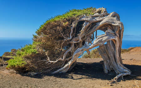 Canary Islands juniper (Juniperus phoenicea) at Nature Reserve El Sabinar - El Hierro, Canary Islandsの写真素材