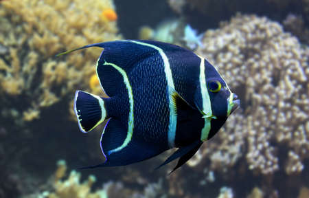 Close-up view of a juvenile French angelfish (Pomacanthus paru)