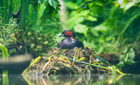 Close up of a nesting Little grebe (Tachybaptus ruficollis)の写真素材