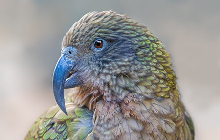 Close-up view of a Kea (Nestor notabilis)の写真素材