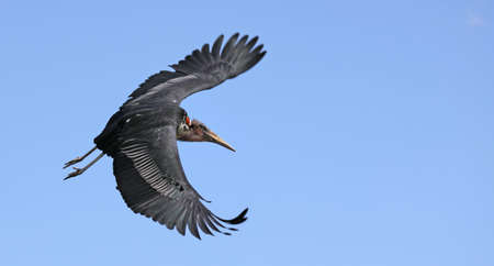 Flying marabou stork (Leptoptilos crumeniferus)の写真素材
