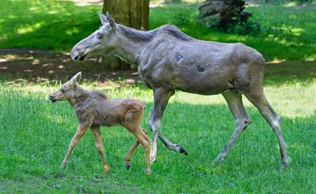 Portrait of a walking Cow moose and her calf (Alces alces)の写真素材