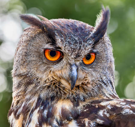 Frontal close-up view of an Eurasian eagle-owl (Bubo bubo)の写真素材