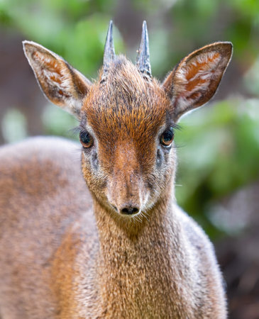 Frontal view of a Kirk's dik-dik (Madoqua kirkii)の写真素材