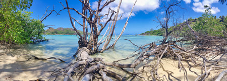 Panoramic view of Baie Laraie at Island Curieuse, Seychellesの写真素材