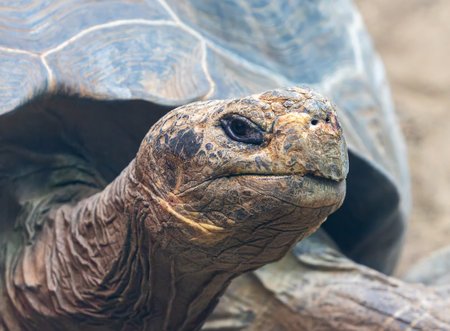 Close-up view of a Galapagos giant tortoise (Chelonoidis niger)の写真素材