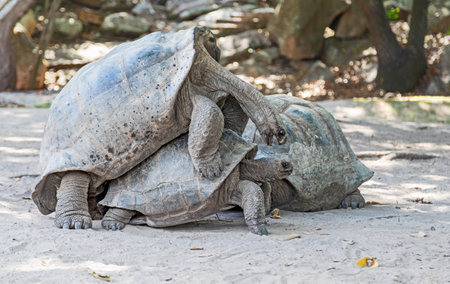 Mating Aldabra giant tortoise (Aldabrachelys gigantea) at Curieuse Island (Seychelles)の写真素材