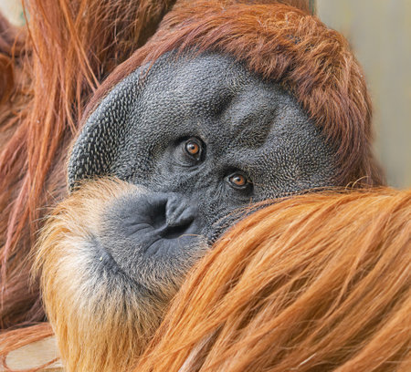Frontal Close-up view of an old male Orangutan (Pongo pygmaeus)の写真素材