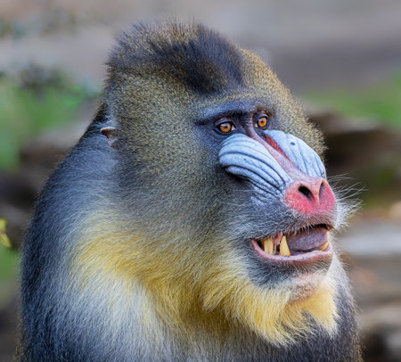 Close-up of a male Mandrill (Mandrillus sphinx)の写真素材