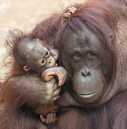 Close-up view of an Orangutan Mother cares of her childの写真素材