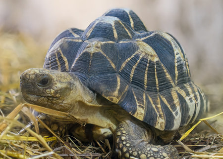 Frontal Close-up view of a Burmese star tortoise (Geochelone platynota)の写真素材