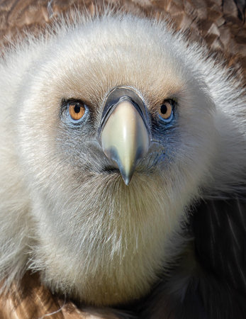 Frontal Close-up view of a Eurasian griffon vulture (Gyps fulvus)の写真素材