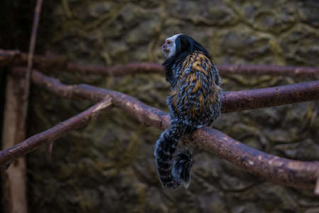 Marmoset Geoffrey is sitting on a tree branch.