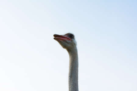 Funny ostrich on a farm in a summer.の写真素材