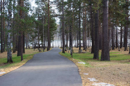 Walkway in the park among the pines.