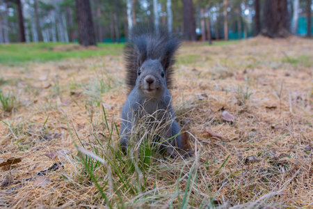 Siberian squirrel in the forest. Wild Siberian gray squirrel in the forest.