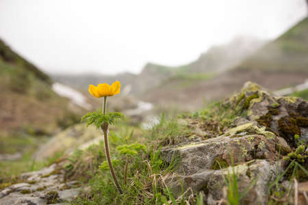 Yellow flower Pulsatilla aurea in the mountains. Caucasian mountains of Krasnaya Polyana.の写真素材