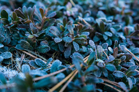 Plant winter nature background. Cold frost leaf. Snow season outdoor. Beautiful ice frosty branch in...
