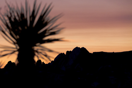Yucca, Joshua Tree National Park, California, USAの写真素材