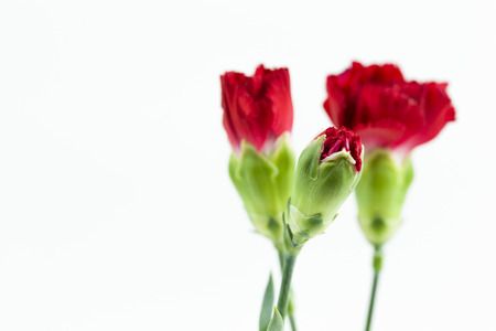 beautiful dianthus flower isolated on white backgroundの写真素材