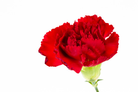 beautiful dianthus flower isolated on white backgroundの写真素材
