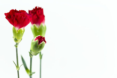 beautiful dianthus flower isolated on white background