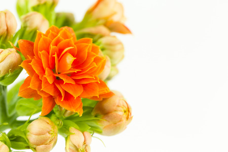 beautiful kalanchoe blossfeldiana flower isolated on white backgroundの写真素材