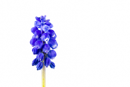 beautiful blue grape hyacinth flower isolated on white backgroundの写真素材