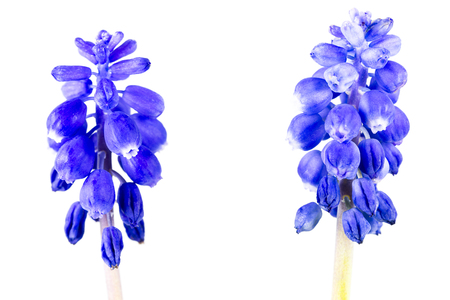 beautiful blue grape hyacinth flower isolated on white backgroundの写真素材