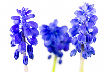 beautiful blue grape hyacinth flower isolated on white backgroundの写真素材