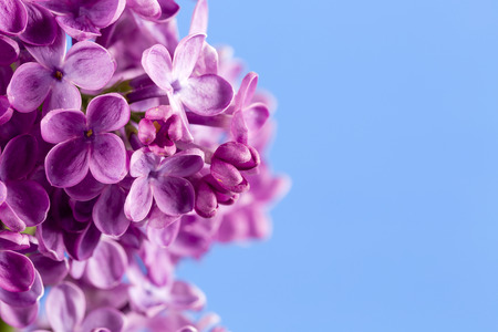 beautiful purple syringa lilac blossoms isolated on blue background with copy space for greeting messageの写真素材