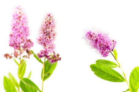 beautiful spiraea x billiardii flower isolated on white backgroundの写真素材