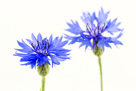 beautiful cornflowers isolated on white backgroundの写真素材