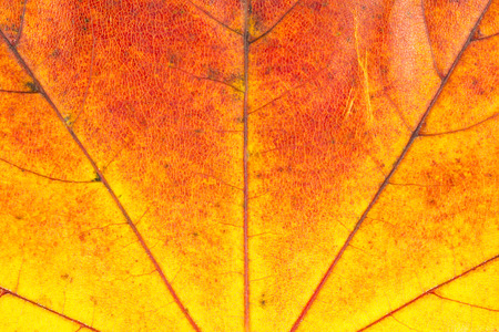 texture with autumn leaf veins