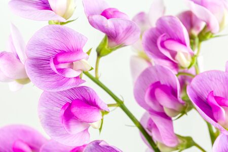 beautiful vicia flower isolated on white backgroundの写真素材