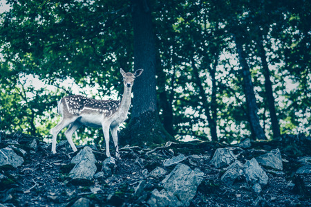 Male fallow deer in a forestの写真素材