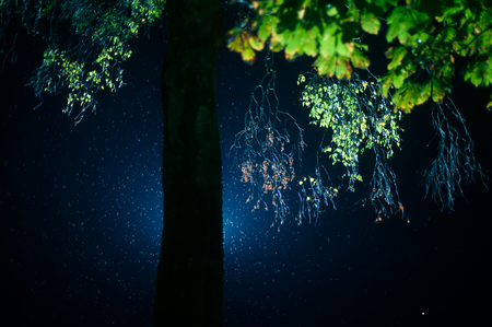 Tree in the rain at nightの写真素材