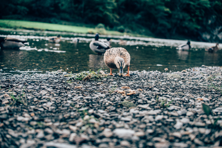Female duck eating breadの写真素材