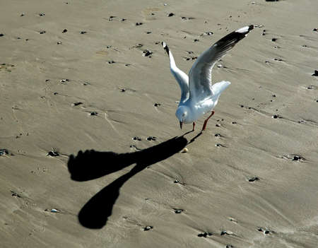 Seagull landing in the sand to get a piece of bread.の写真素材