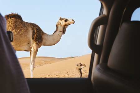 A camel and her newly born
