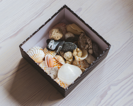 Various sea shells in a black box
